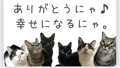 猫の仮暮らしハウス入居急務の6にゃん