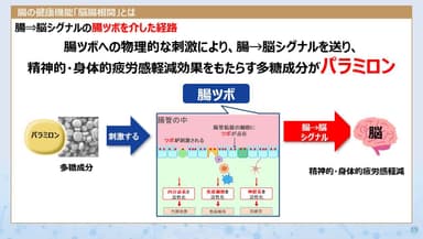 パラミロンによる腸ツボ刺激