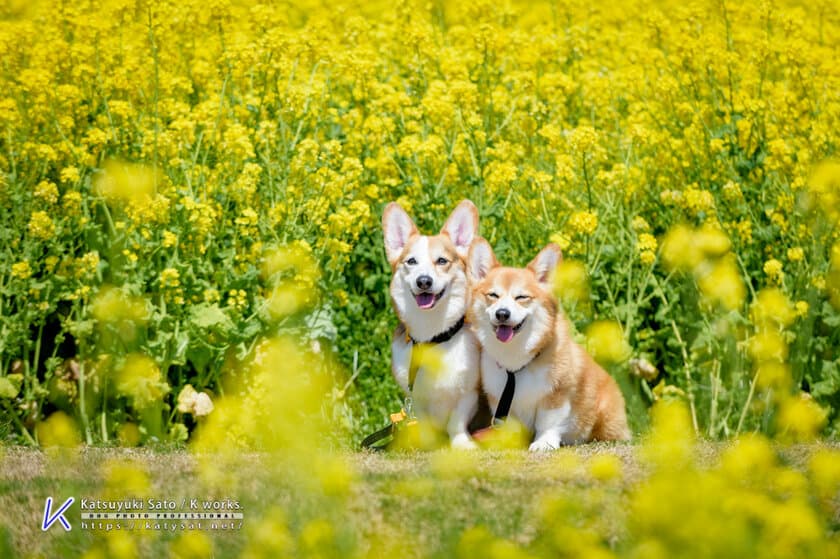 飼い主必見！うちの子かわいい自慢！
史上最強にカワイイ犬 写真コンテスト開催！
優秀作品にはケルヒャークリーナーなど素敵なプレゼント。
成功率0.00029％の「笑顔の犬」ショット多数公開。
写真家が語る“犬撮影あるある”！「休憩に入った途端に笑顔」