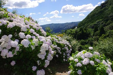 東雲の里あじさい園(出水市)