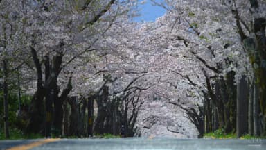 伊豆高原桜並木