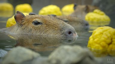 伊豆シャボテン動物公園のカピバラ