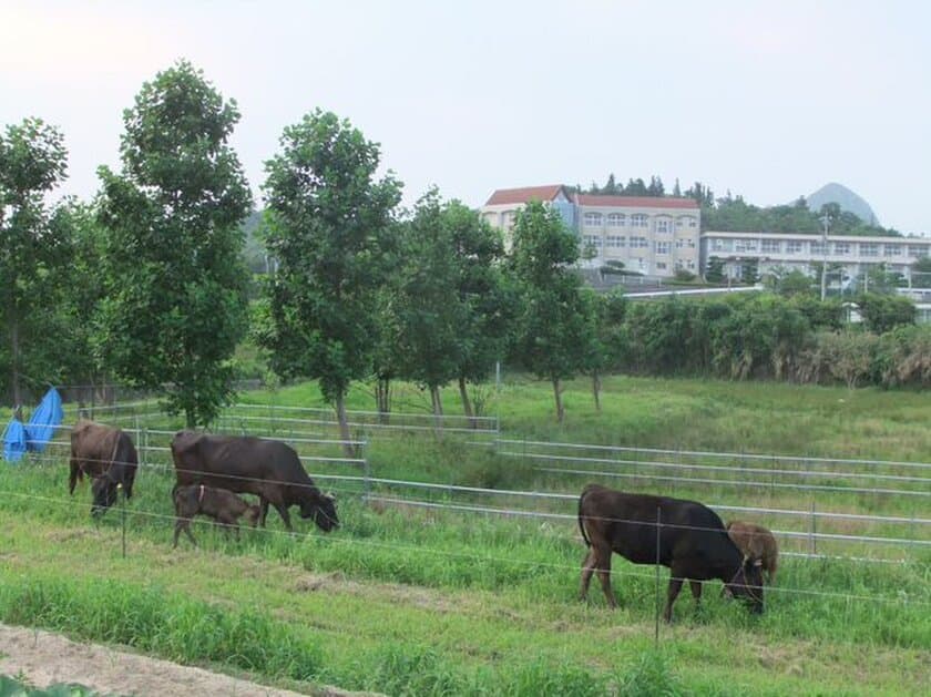 「耕作放棄地を活かす肉用牛放牧肥育ファンド」
募集開始のお知らせ