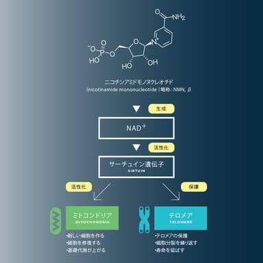 NMNについて