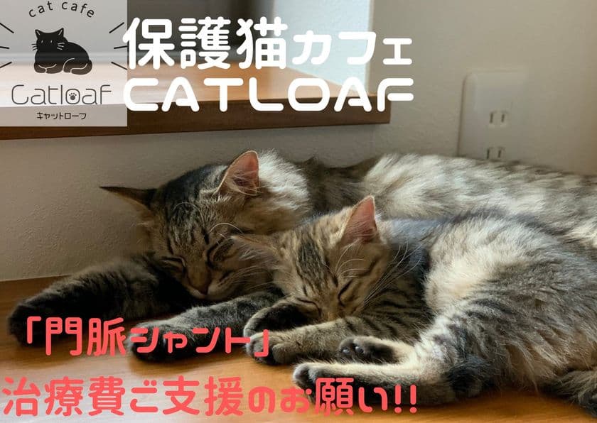 4月9日まで！難病の保護猫治療を目的に香川県初の譲渡型
保護猫カフェが「CAMPFIRE」でクラウドファンディングに挑戦
　～「門脈シャント」治療費ご協力のお願い～