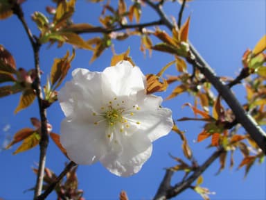 御室仁和寺駅の御室桜（2021年3月31日 午前9時頃撮影）