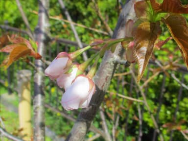 御室仁和寺駅の桜（上下とも2021年3月31日9時頃撮影）