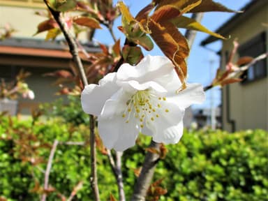 御室仁和寺駅の桜（上下とも2021年3月31日9時頃撮影）