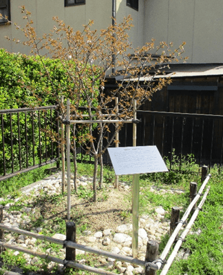 植樹された御室桜