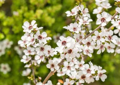 マヌカの花