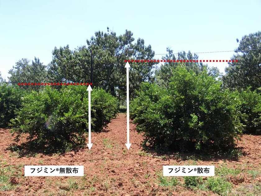 植物活性剤「フジミン(R)」で農業の困ったを解決！
～ 果樹への活用事例を公開 ～