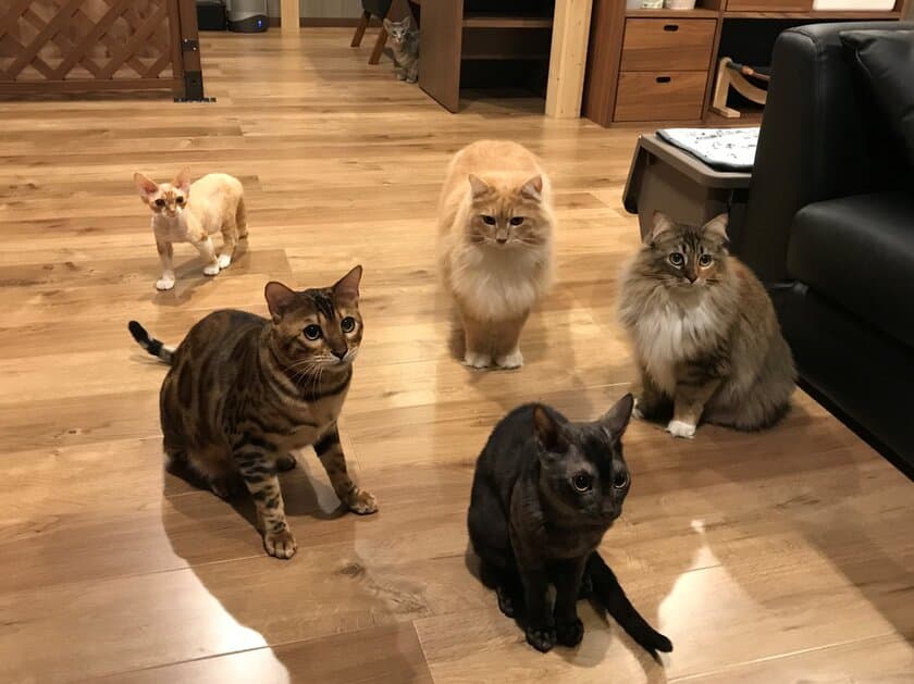 猫アレルギーの出にくい猫カフェ「CatsHouseねこや」
コロナ禍を乗り切るためにクラウドファンディングを開始！