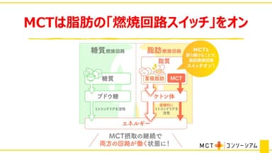 MCTは脂肪の「燃焼回路スイッチ」をオン