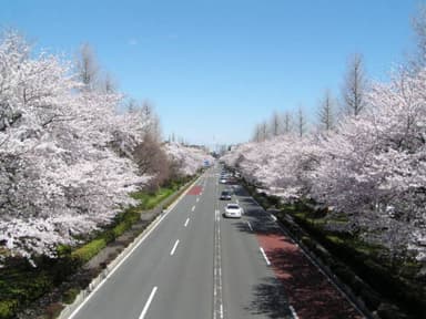 【国立市】春の大学通り