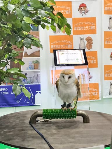 実際にフクロウが止まっている様子(1)