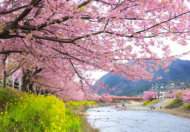 河津桜