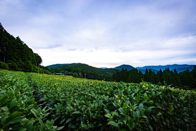 標高630mの樽脇園の茶畑