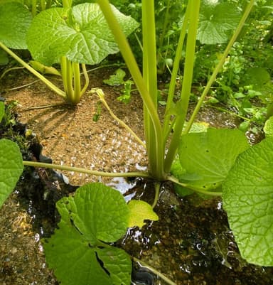 湧水で育つ生わさび