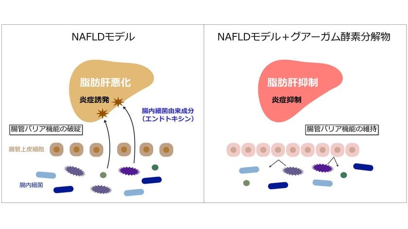 グアーガム酵素分解物は
腸肝軸を介して脂肪性肝疾患の進行を抑制　
～脂肪性肝疾患モデルマウスに対する効果を発表～