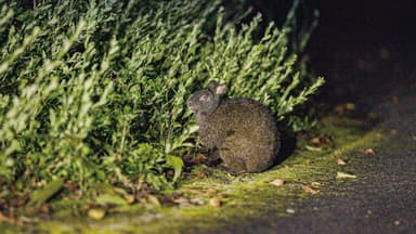 アマミノクロウサギ