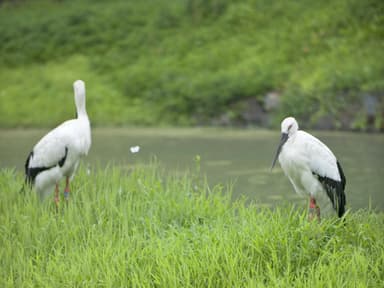 コウノトリ