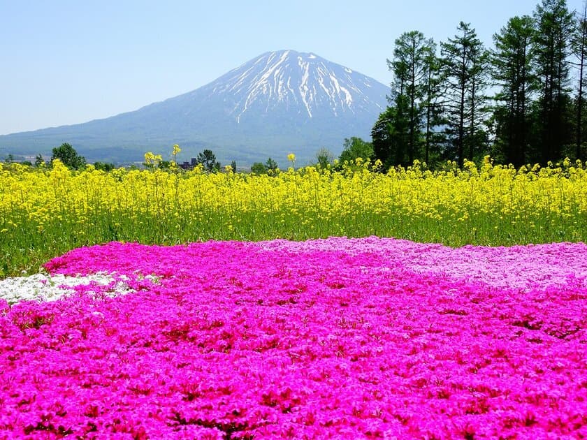 ＜北海道ニセコ＞　
「三島さんの芝ざくら庭園」の開花情報を更新するページを公開！