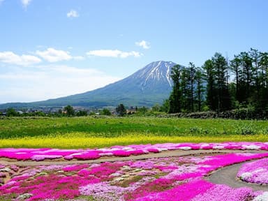 三島さんの芝ざくら庭園