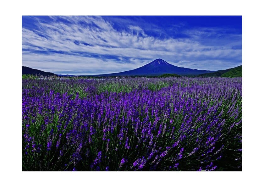 富士を背に咲くラベンダーと夜空に浮かぶランタンを楽しむ
「富士河口湖ハーブランタンまつり」が7月10日に開催