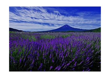 昼は富士とラベンダーの爽やかで美しい景色を