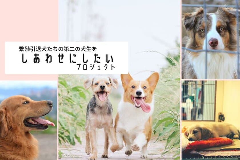 「繁殖の役目を終えた犬猫」の命を助ける仕組みづくりのため
CROPROがクラウドファンディングを開始