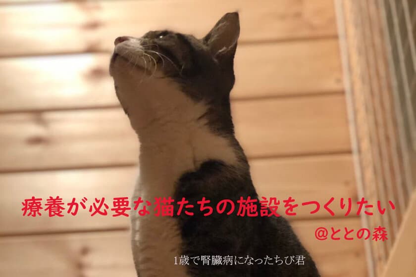 千葉で保護猫譲渡を行う「ととの森」が免疫力の低い
保護猫の施設を作るためにクラウドファンディングを開始