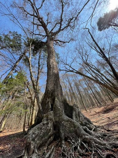 樹齢400年の樹海の木