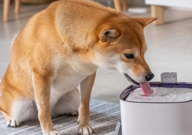 ペットの水飲促進