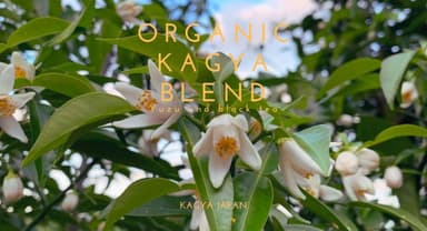 KAGYA JAPAN ORGANIC KAGYA BLEND【Yuzu and black tea】