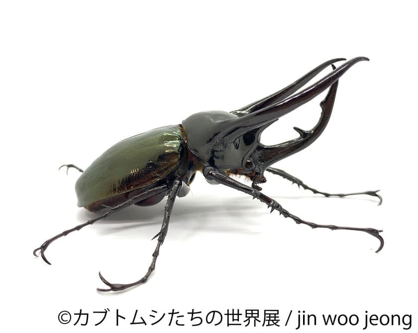 大人気のカブトムシやクワガタなど昆虫作品が一挙集結！
レア種とのふれあい体験も！
「カブトムシたちの世界展 2021」7/22～8/15 東京で開催