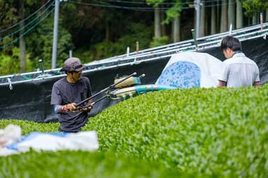 煎茶ごこうの茶園の様子