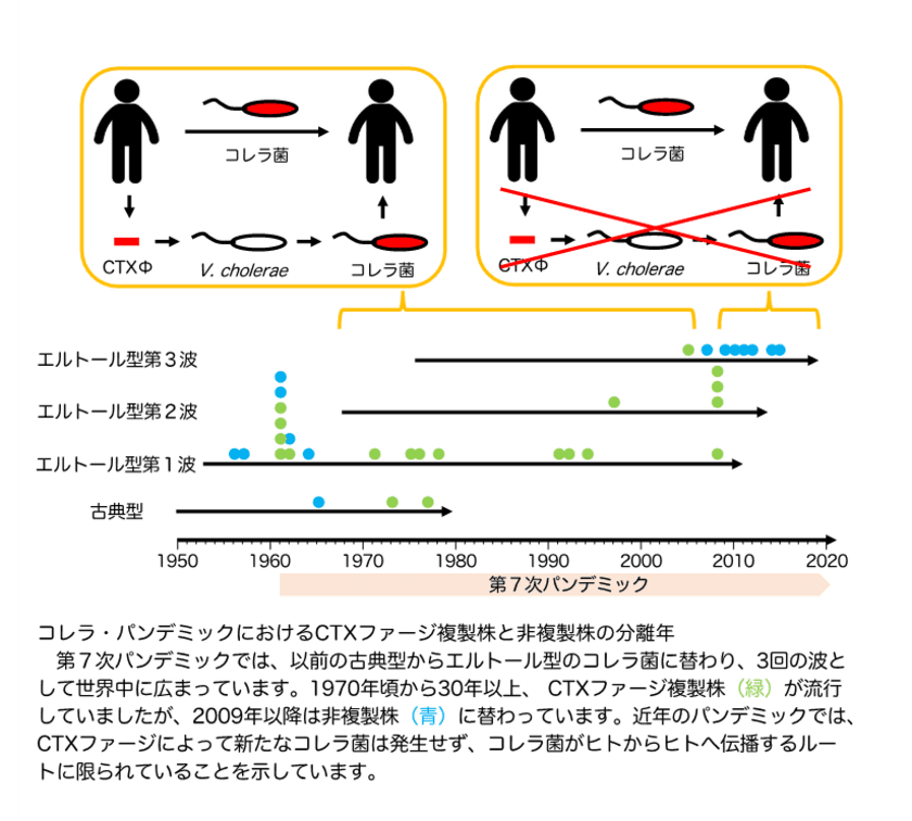 コレラ・パンデミックの伝播ルートに変化　
法政大学 今村 大輔 准教授ら研究グループが
近年のコレラ流行株はコレラ毒素遺伝子を持つ
ファージのゲノムを複製できないことを発見