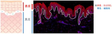 表皮に多く発現する「RANKL」