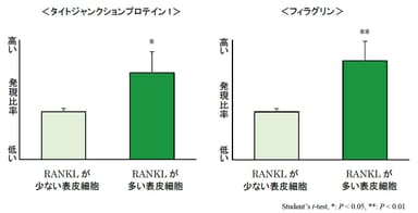 表皮細胞における「RANKL」の発現量によるバリア機能と保湿機能に重要なタンパク質の発現比率変化