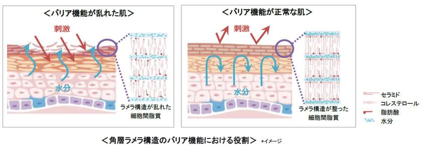 「セラミド含有ラメラ製剤」が角層のバリア機能を
向上させることを明らかに　
～角層ラメラ構造の規則性が高まることを発見～　
第46回日本香粧品学会にて発表