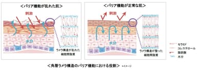 角層ラメラ構造のバリア機能における役割