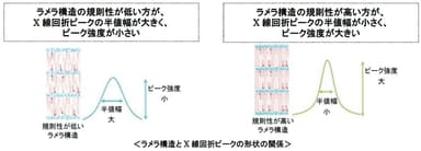 ラメラ構造とX線回折ピークの形状の関係