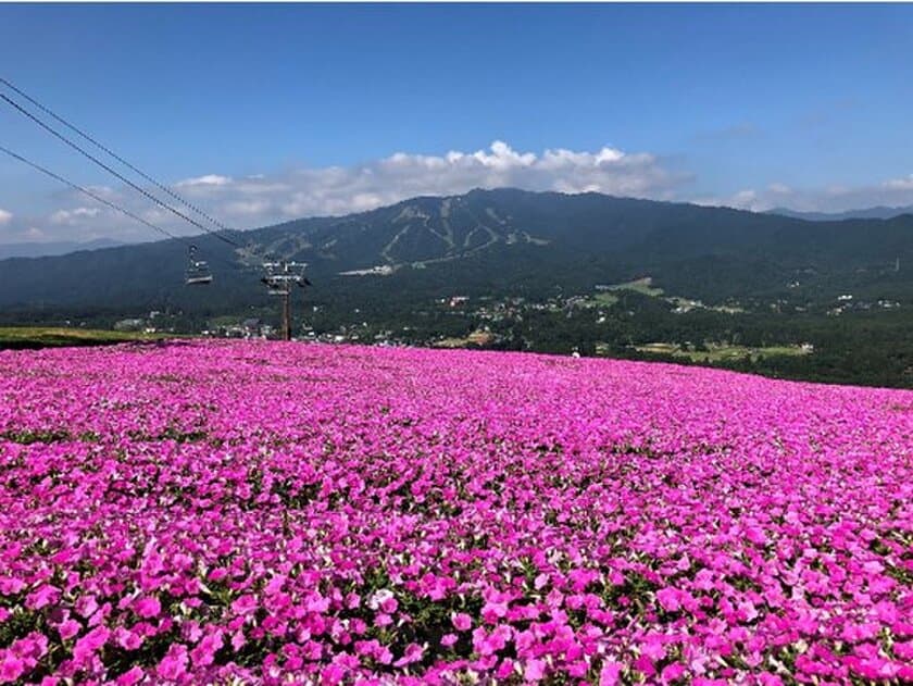 標高1,000mのテラスで食べる新作スイーツは必見！
～日本最大級4万株の桃色吐息が咲き誇る！！～
岐阜県郡上市『ひるがのピクニックガーデン』7月10日オープン