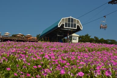 桃色吐息の丘と高原リフト