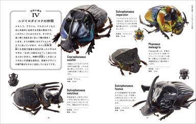 日本の糞虫は小粒で黒く丸いですが、海外の糞虫はキラキラと鮮やかです。