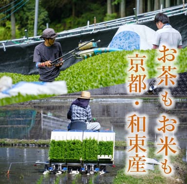 お茶もお米も京都・和束産