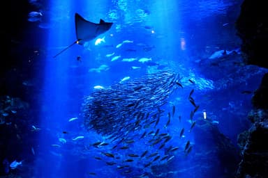 こどももおとなも夢中になれる幻想的な京都水族館