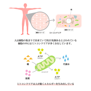 仕組み