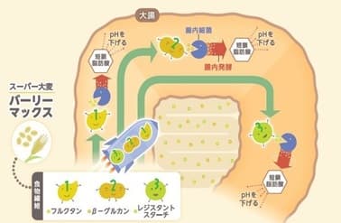 腸の奥まで届く