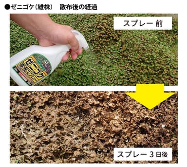 ゼニゴケ専用スプレー散布後の経過(雄株)